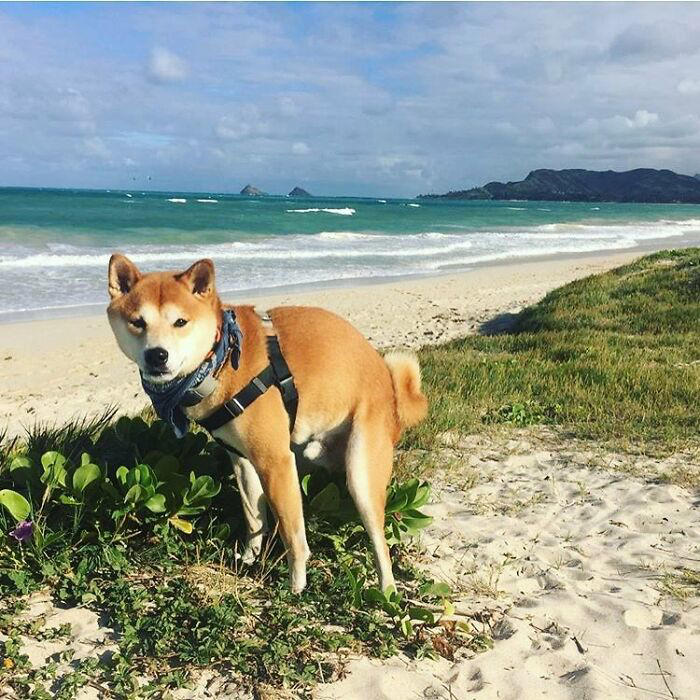 34 hilariously beautiful images of dogs pooping in the most ...