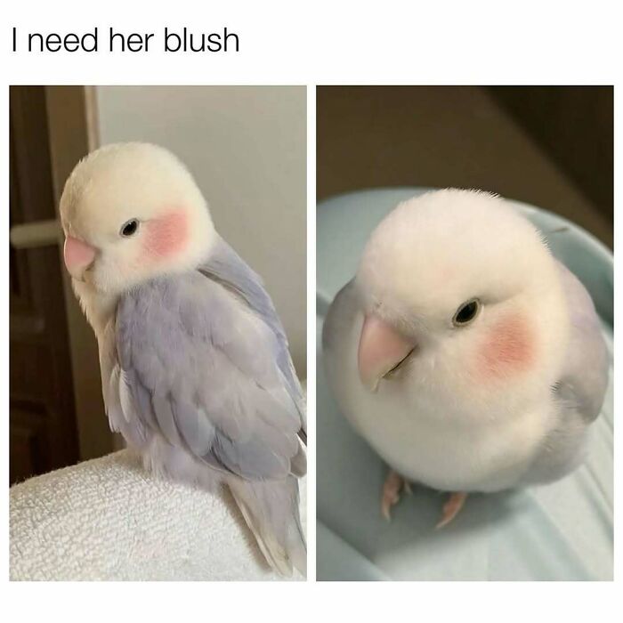 95 Memes That Prove Humor Makes Life’s Chaos Easier To Handle