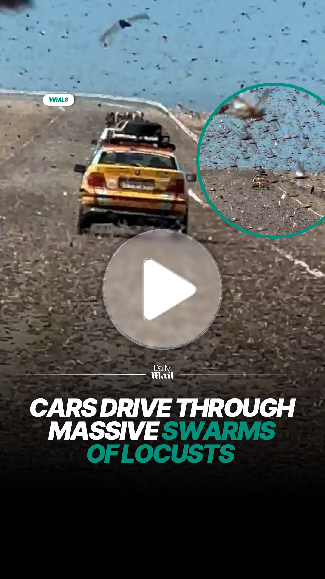 Cars pass through massive locust swarm on roadway