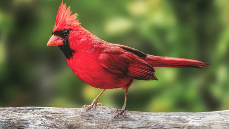 New analysis finds North American bird losses are accelerating