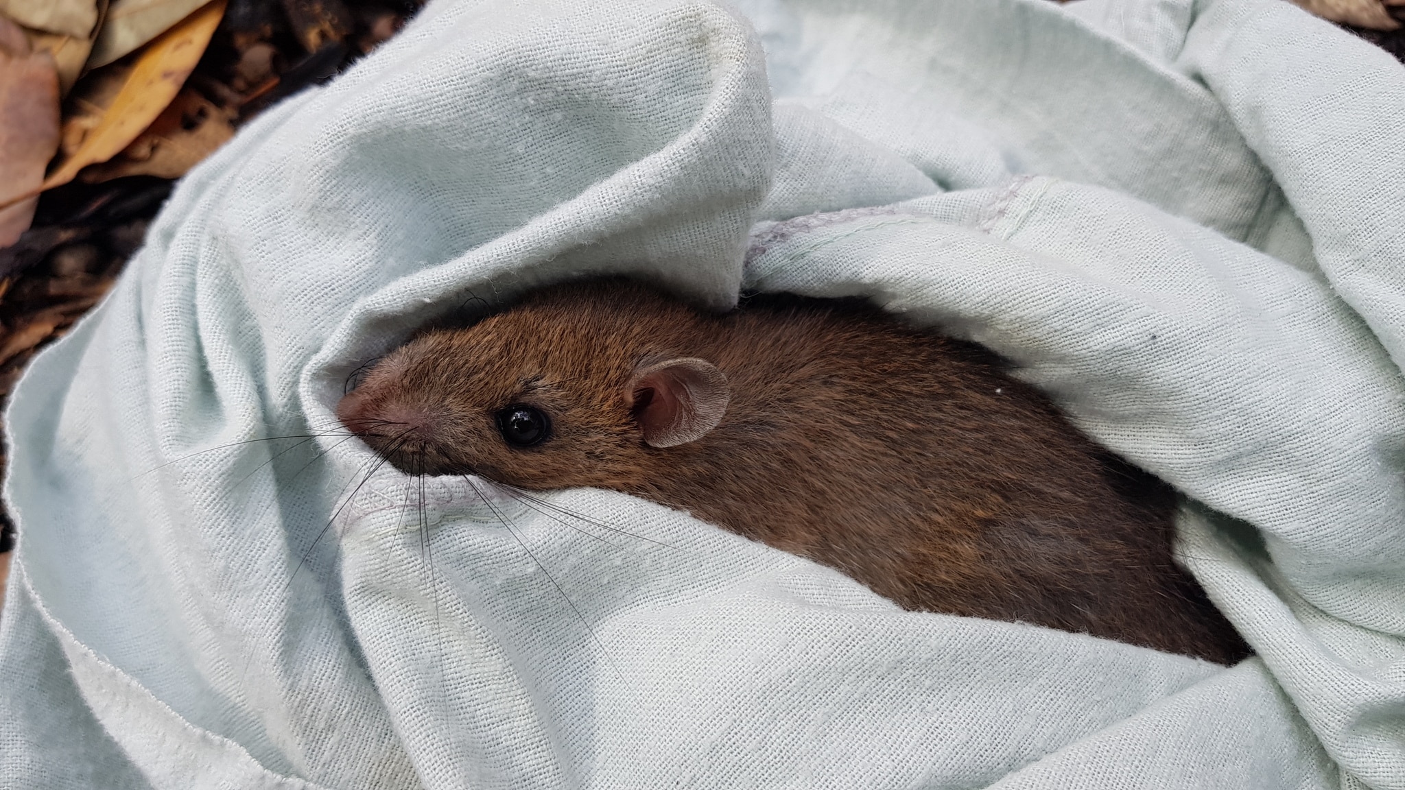 Australian bush rats reintroduced to Sydney's parks with help of ...