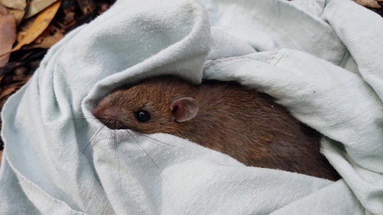 Australian bush rats reintroduced to Sydney's parks with help of ...
