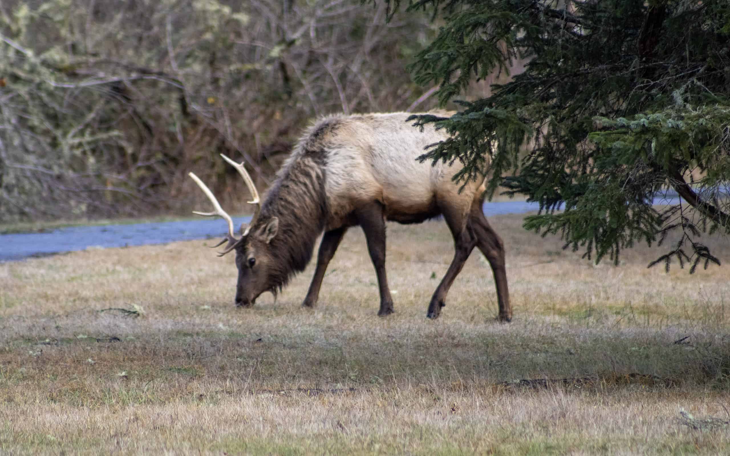 Officials warn residents to avoid “Bruiser,” the aggressive elk roaming ...