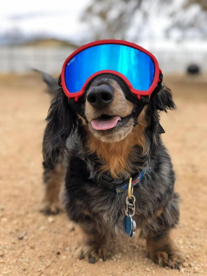 30 dogs wearing goggles that might just make your day, as shared on ...