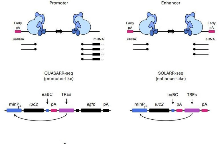 Promoters and enhancers: Tool catches gene-controlling DNA sequences ...
