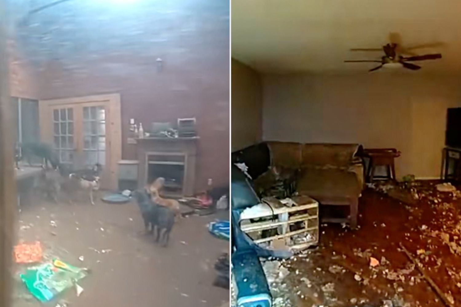 61 dogs and 3 cats removed from abandoned home with a smell that burned ...