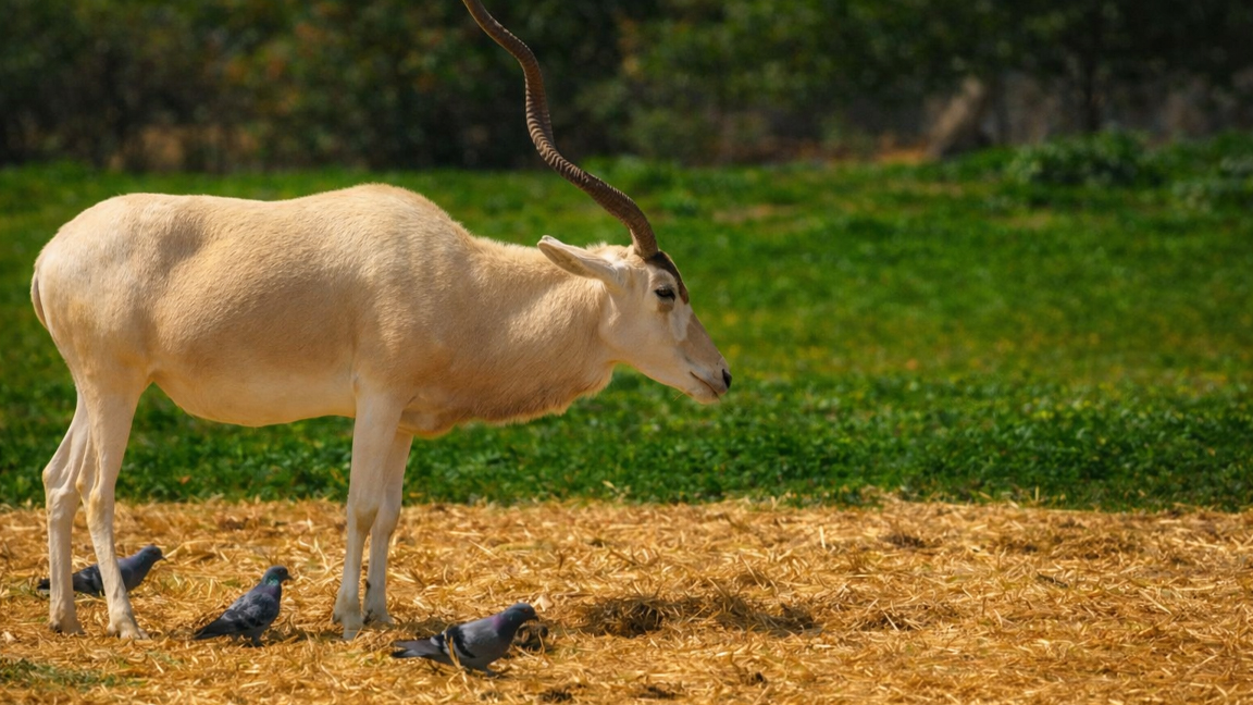 Elegant antelope in open field