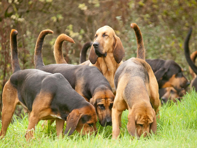 Chi sono i cani “da fiuto”, elenco e caratteristiche delle razze che ...