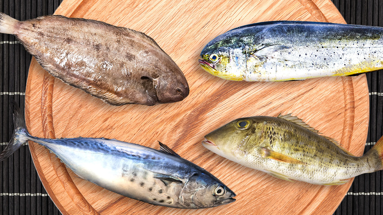 View of 10 expensive fish that are worth the price tag