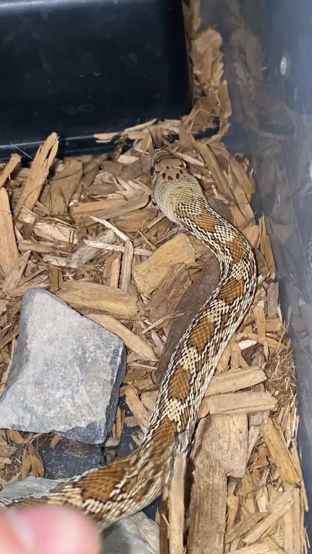 Mimicking rattle snakes!