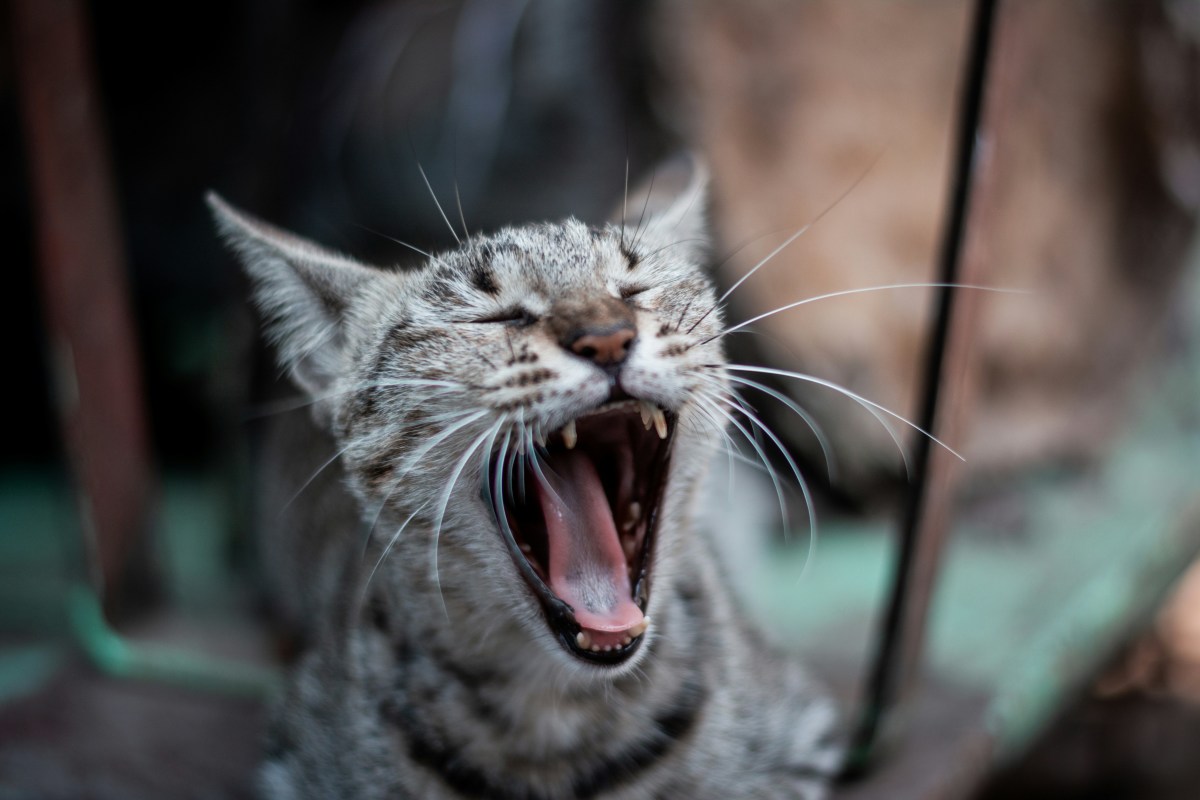 Meet Wolfie: The cat who howls like a wolf and goes viral on TikTok