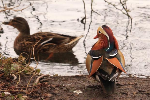 Striking duck takes centre stage in our picture of the week