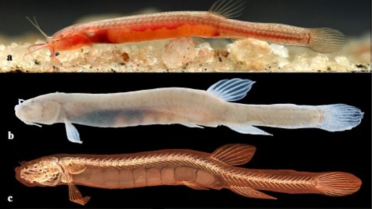 New groundwater-dwelling fish species 'Gitchak nakana' discovered in Assam