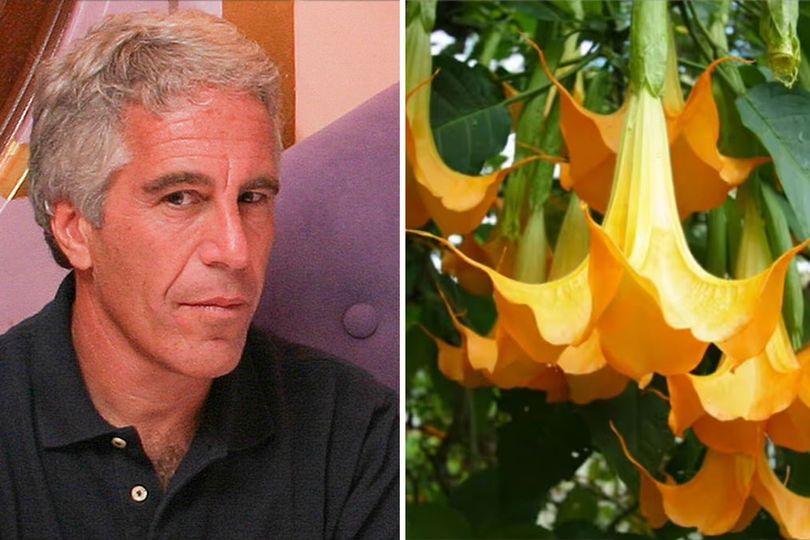 Jeffrey Epstein cultivaba la trompeta de ángel para fabricar drogas de ...