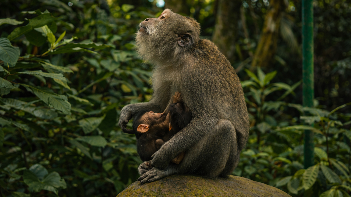 Mother monkey with her baby