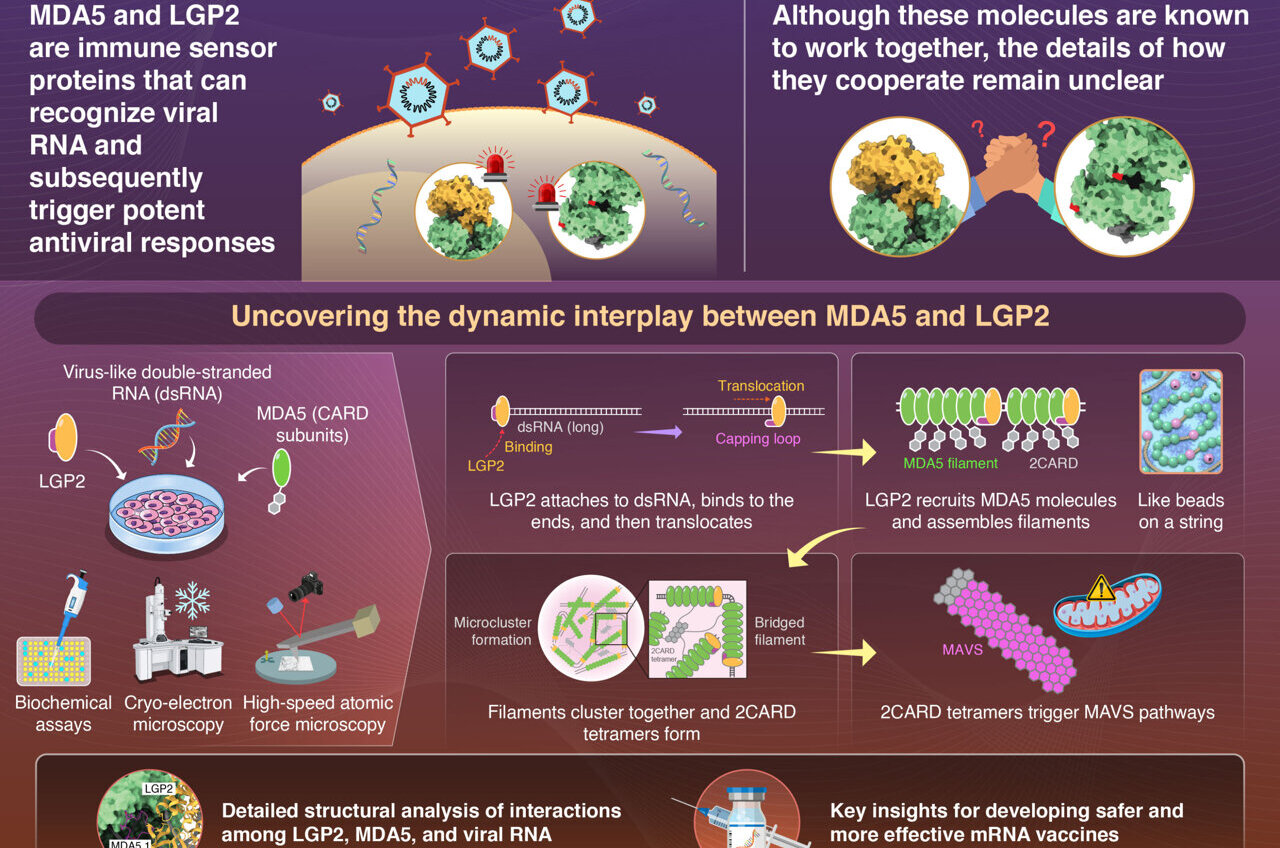 How immune cells spot viral RNA fast: LGP2 helps MDA5 respond to short ...
