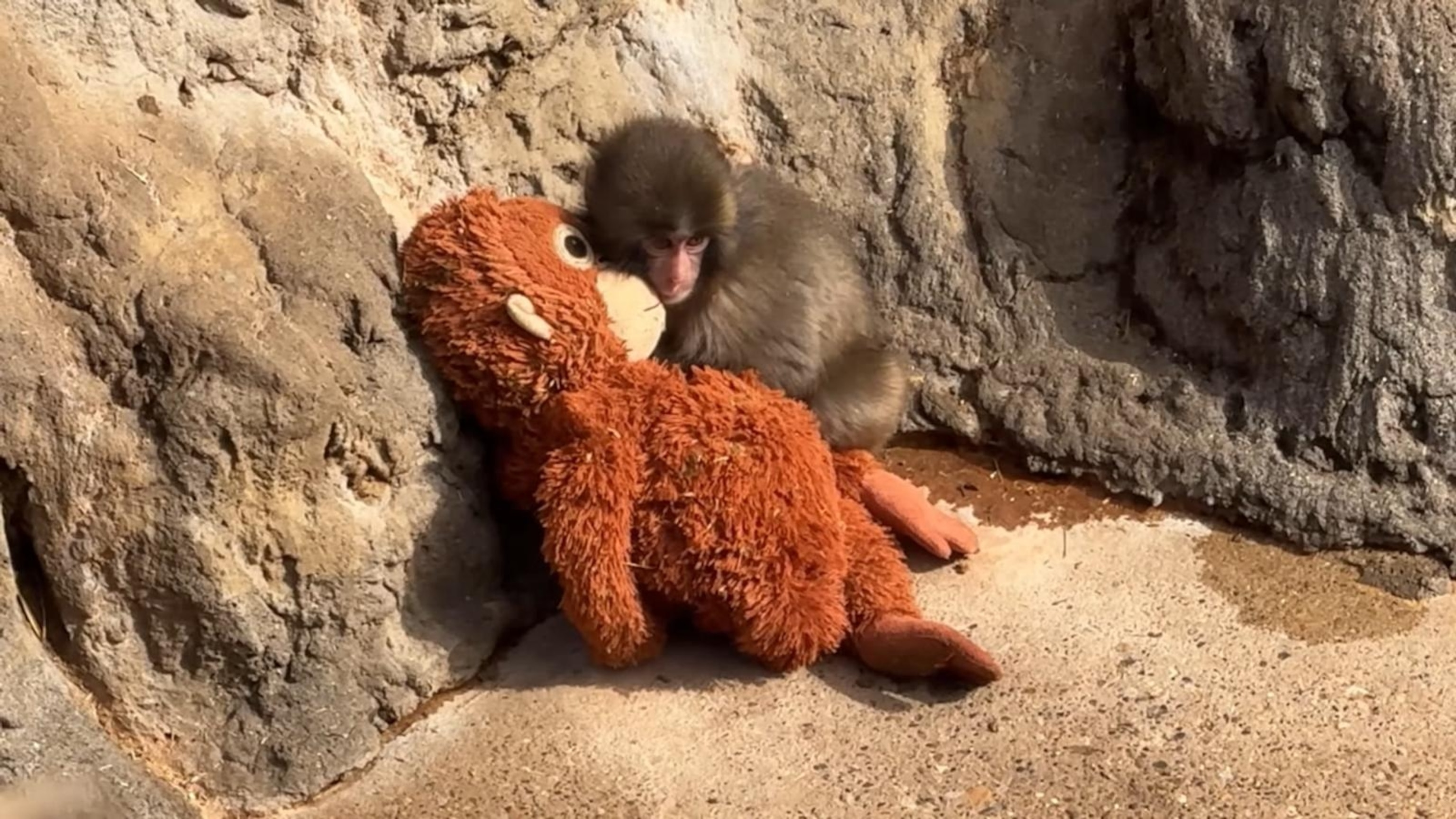 David Muir shares heartwarming development on Punch the Monkey and ...