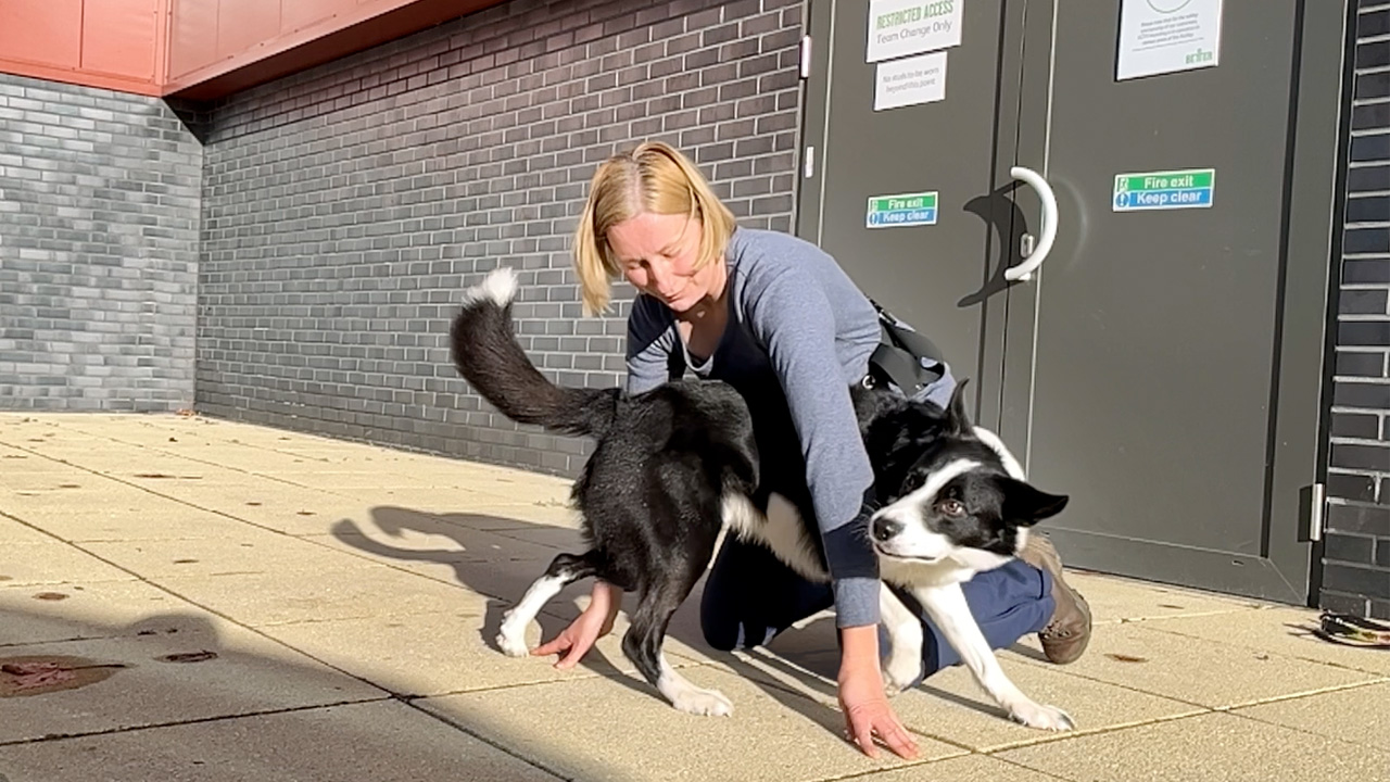 Le plus grand nombre de passages d'un chien dans les bras d'une ...