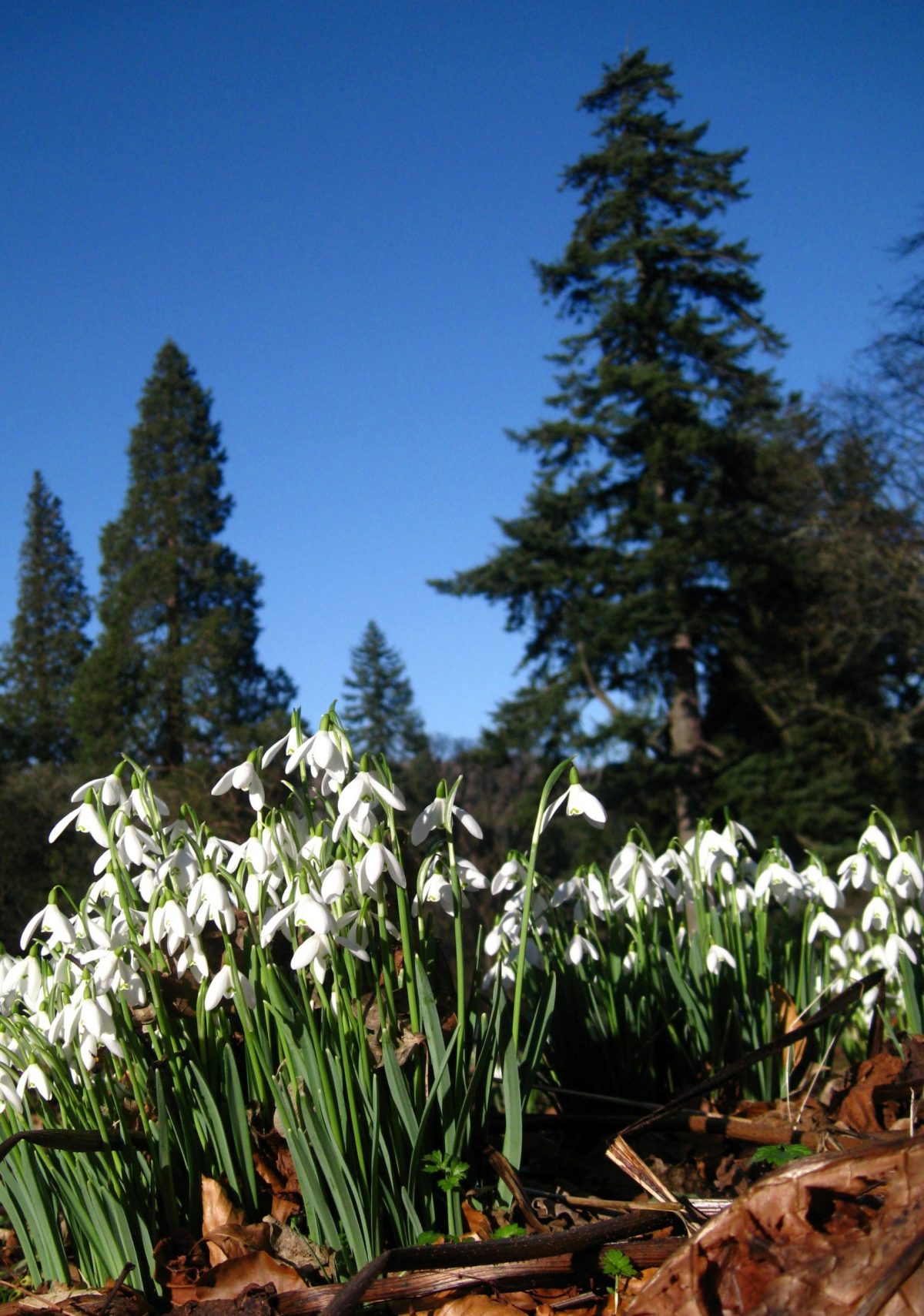 Nine of the best snowdrop walks to do this spring