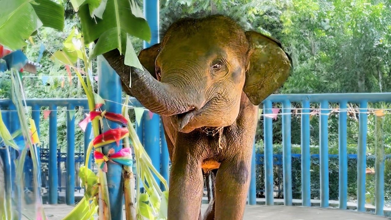 Elephant born in captivity steps into the forest for the first time