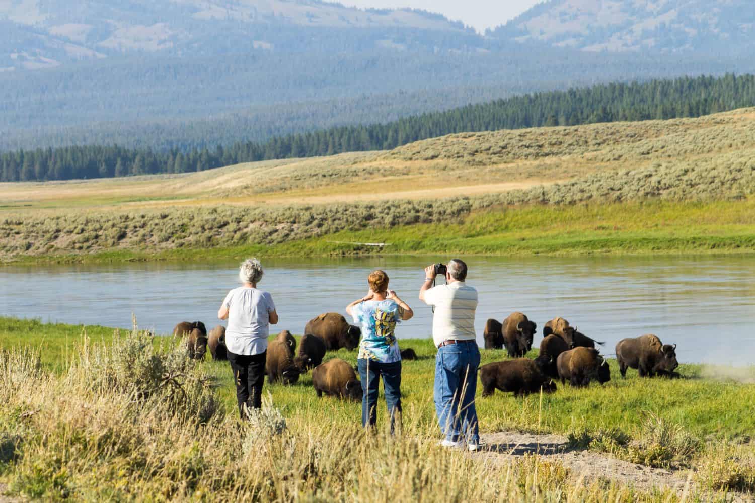 Tourists stop to watch Bison in Yellowsotne