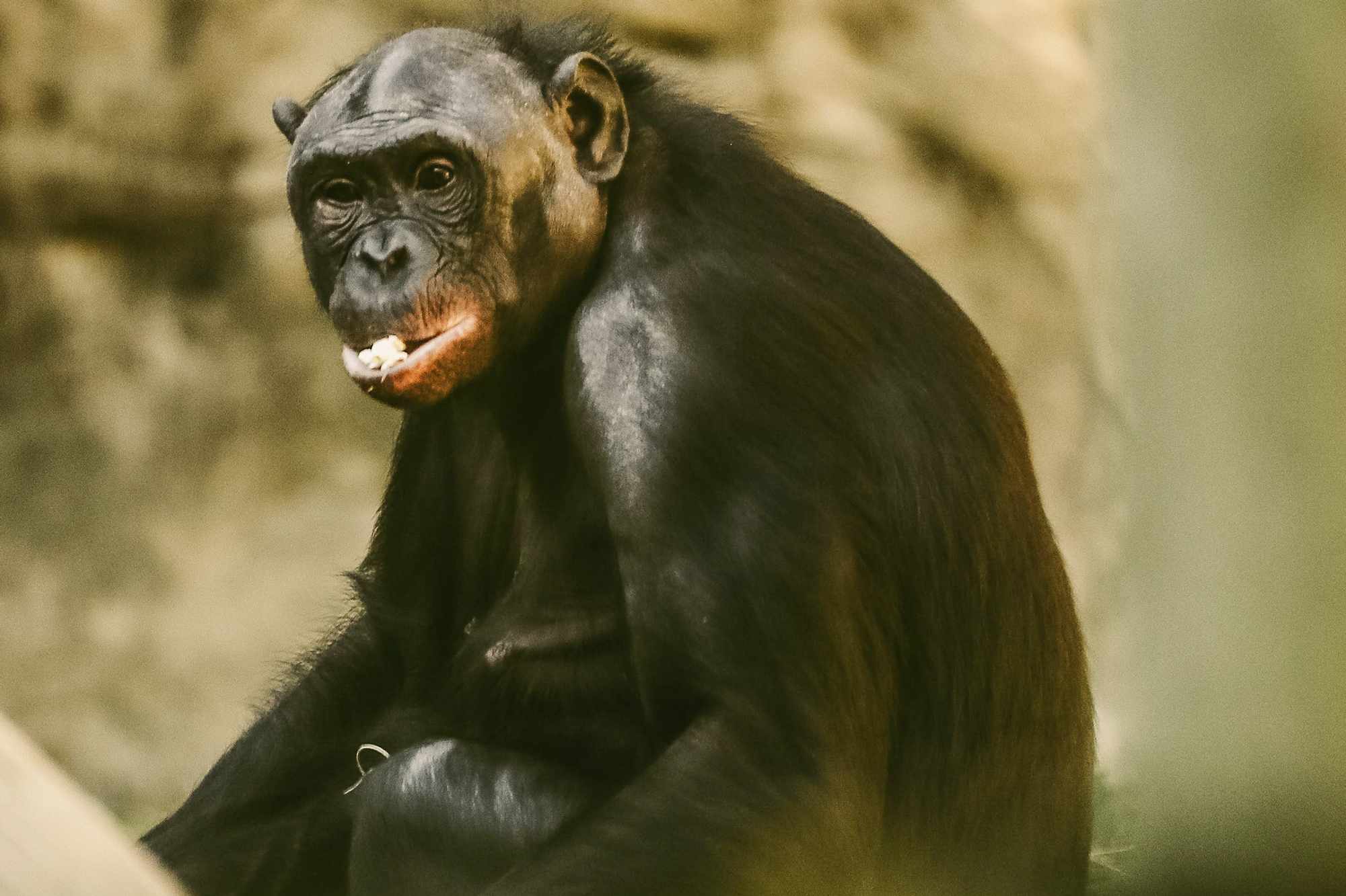 Ape cracks window at Memphis Zoo when it launches at guests
