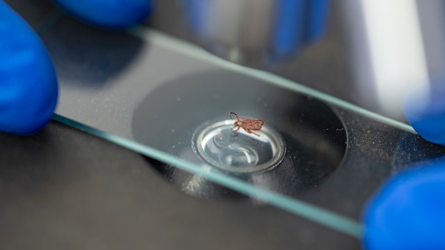 Expert issues warning after deadly, tick-borne virus is found in US region for first time: 