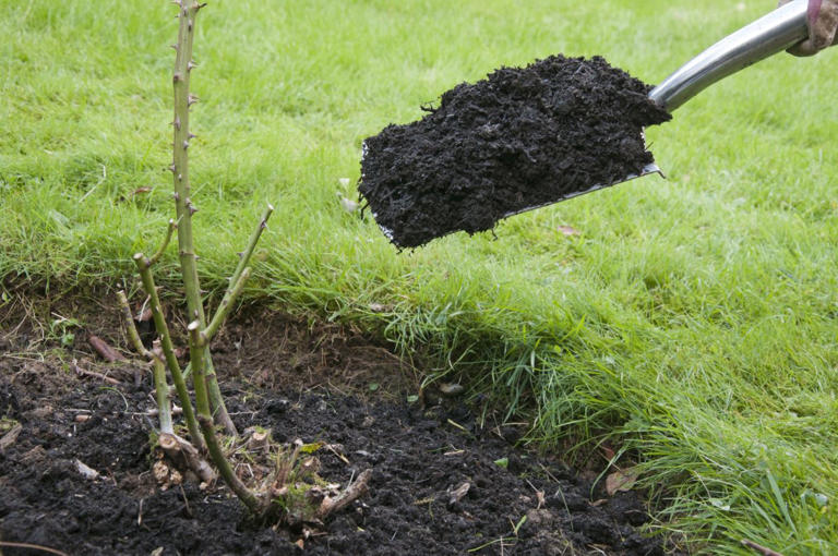 An expert’s guide to feeding garden plants this spring