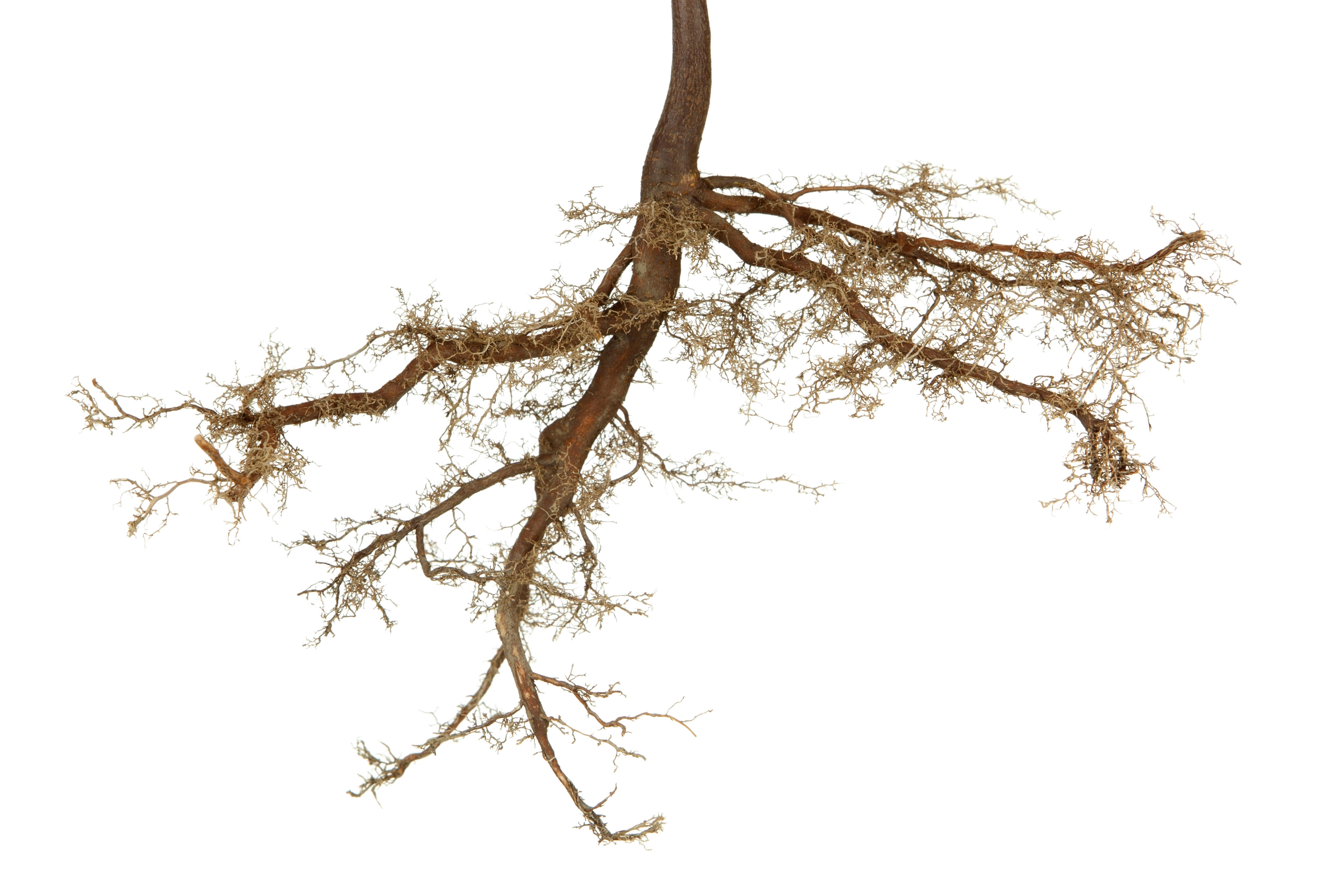 The hidden network that keeps forests and farms alive | Gardener State