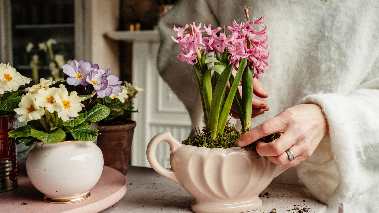 Petals & Roots: Bring beautiful primroses into your home for an easy ...