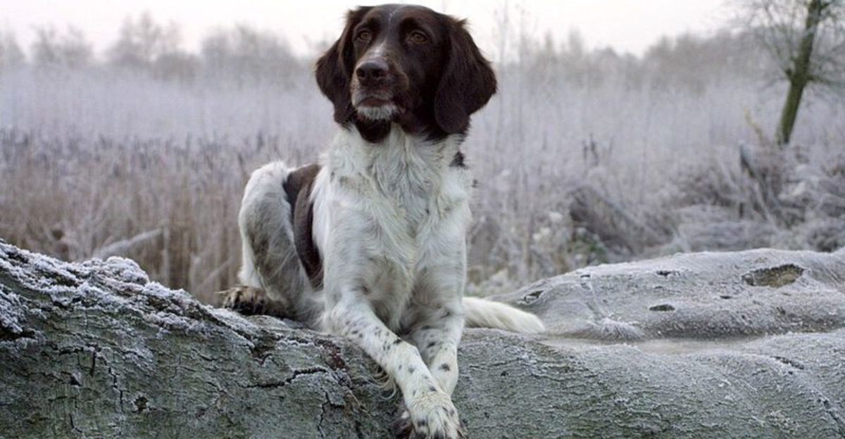 13 dogs that treat training as a debate, not a request
