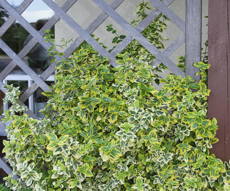 5 invasive climbers that are easier to remove in March – tackle them ...