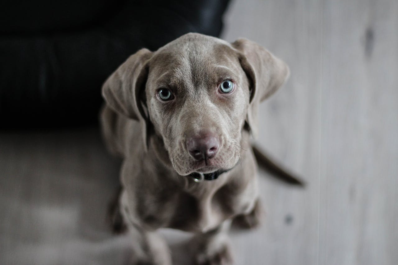 11-insider-secrets-to-training-the-perfect-dog