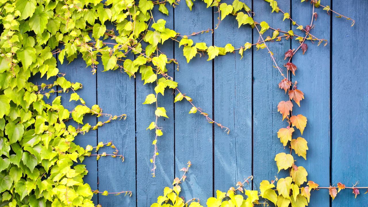 5 invasive climbers that are easier to remove in March – tackle them ...