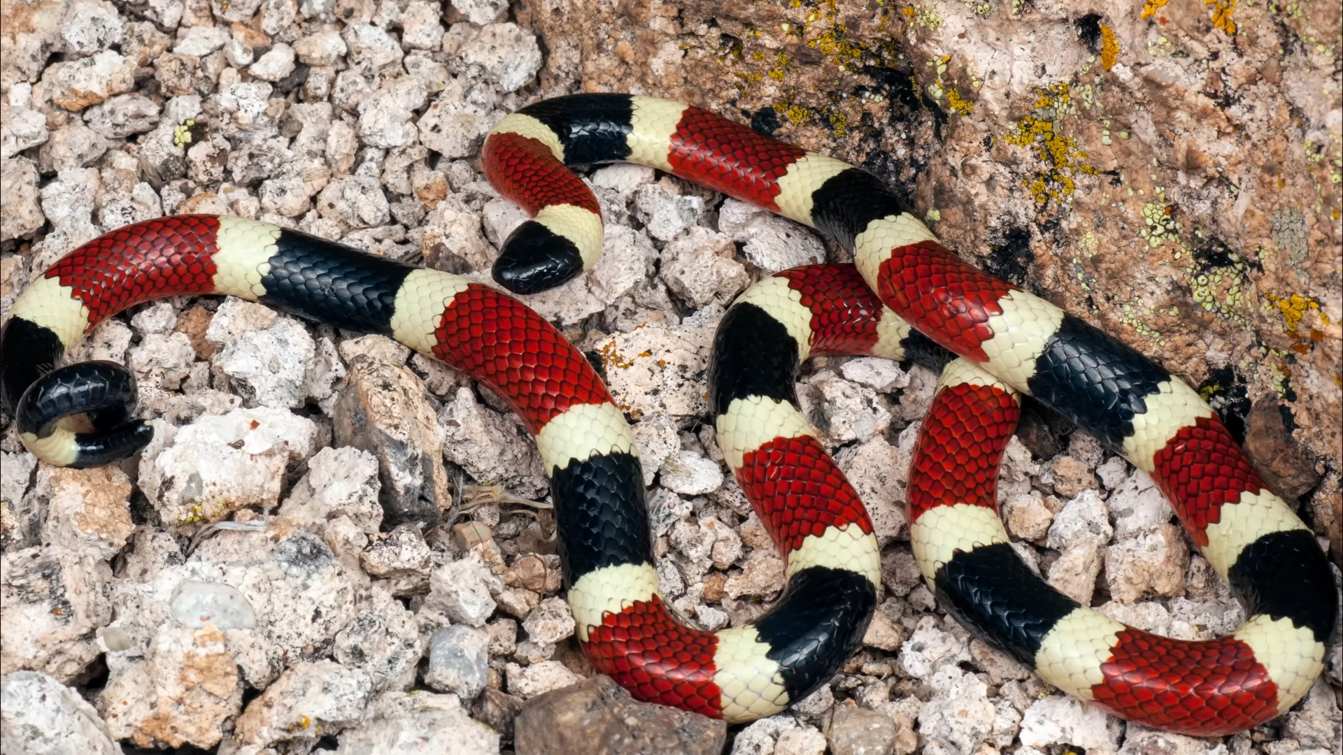 If you ever see this snake - run