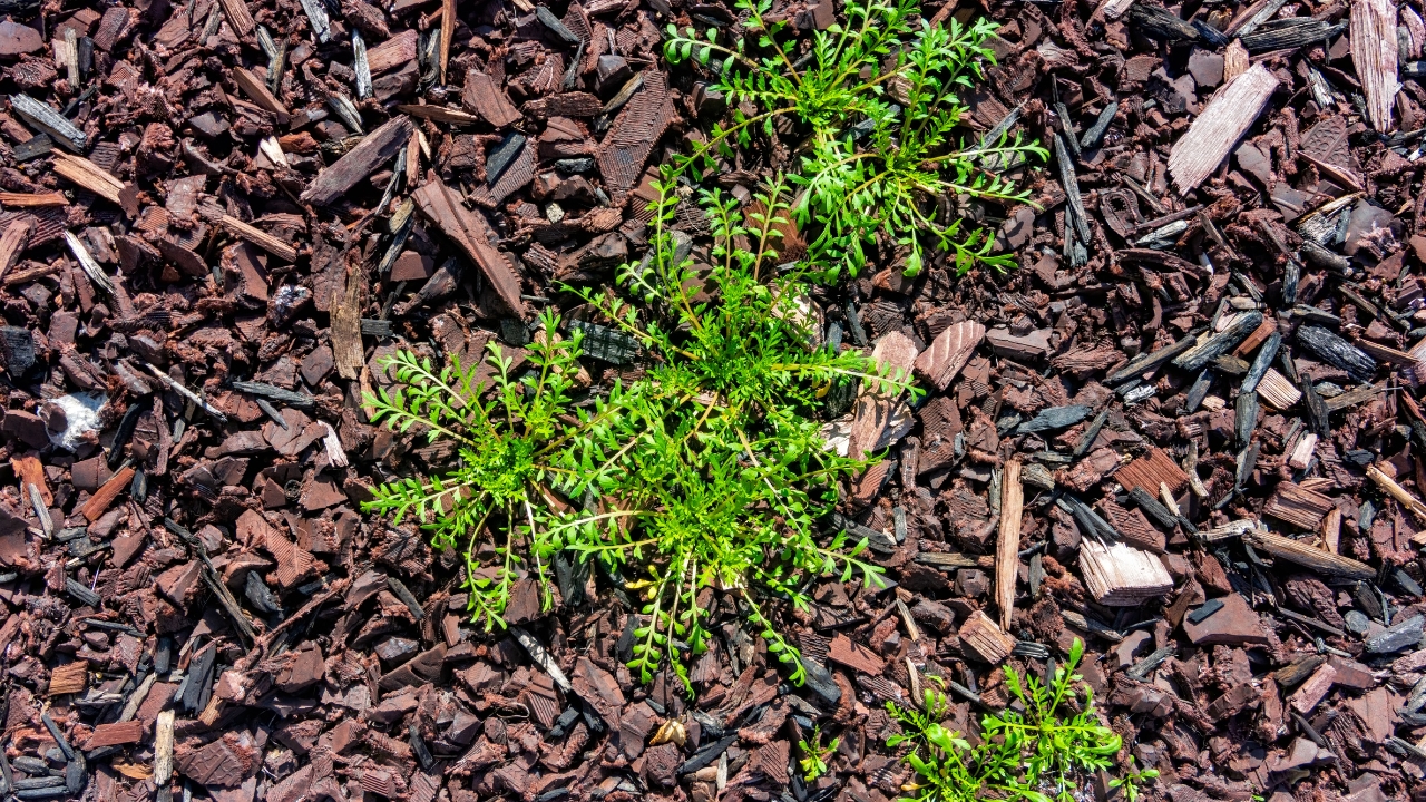 Bad mulch choices make weeds worse, not better