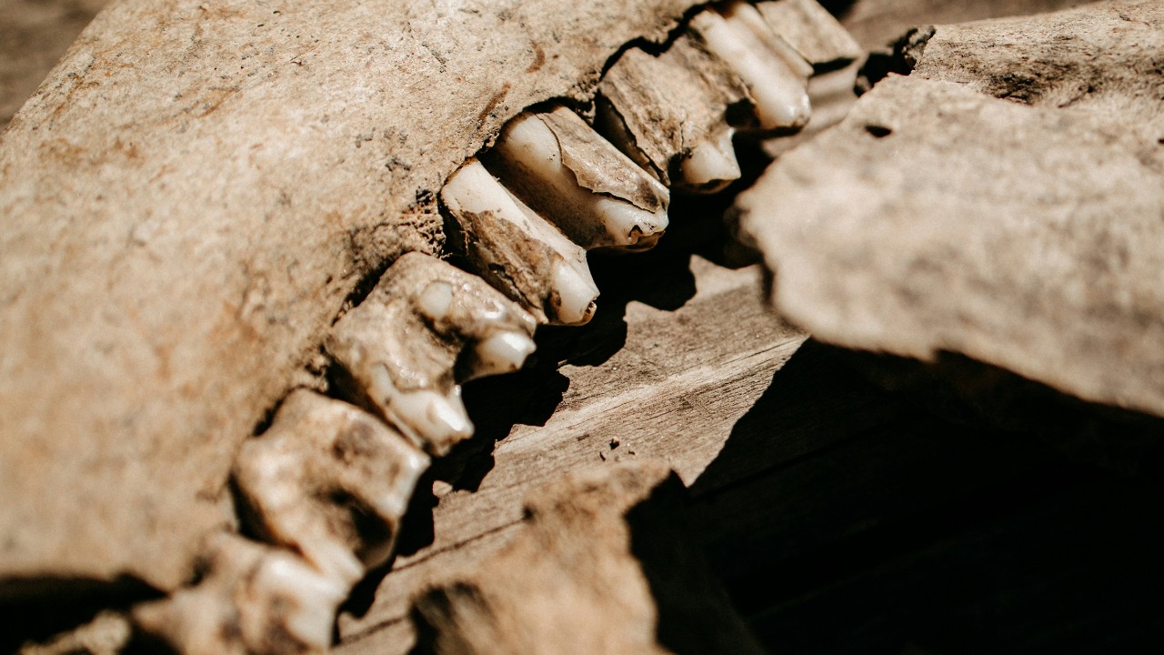 Scientists read 5,500-year-old teeth and bones and crack a genetic cold ...
