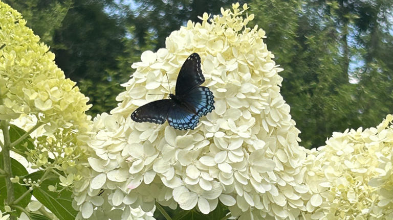 2 hydrangea plants that thrive in the shade (and 3 that need sun)