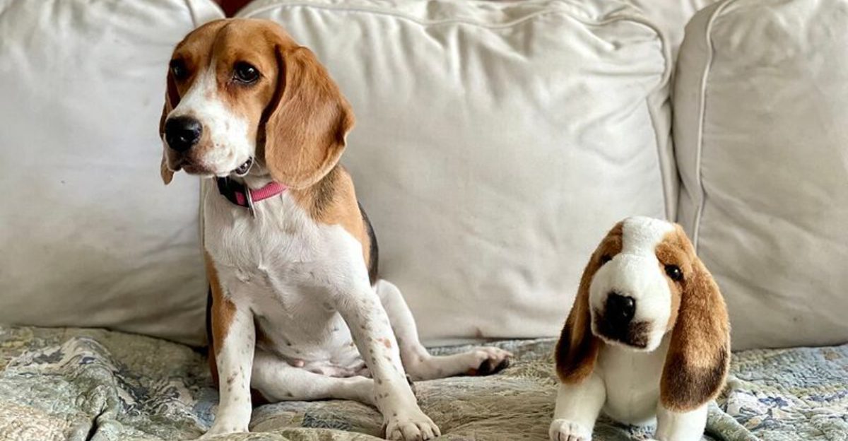 Picture Idea: 15 Breeds That Turn Whining Into A Full Communication System