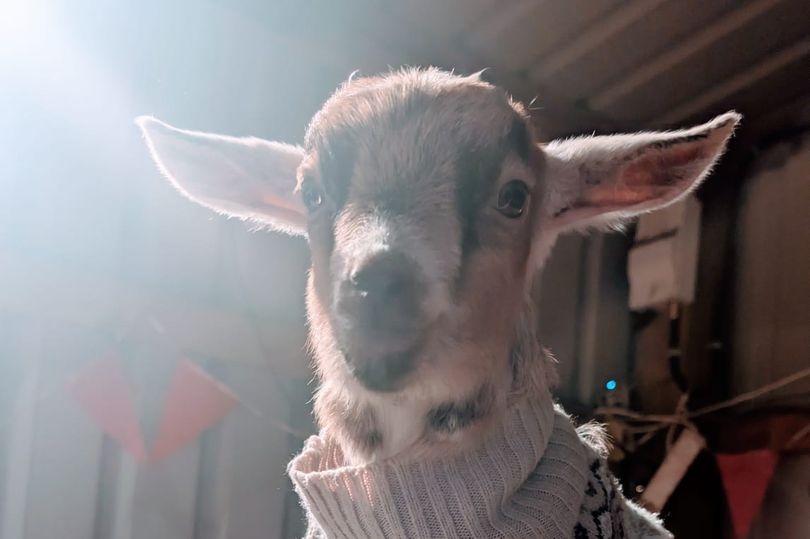 I visited an East Yorkshire animal park offering adorable goat cuddling ...