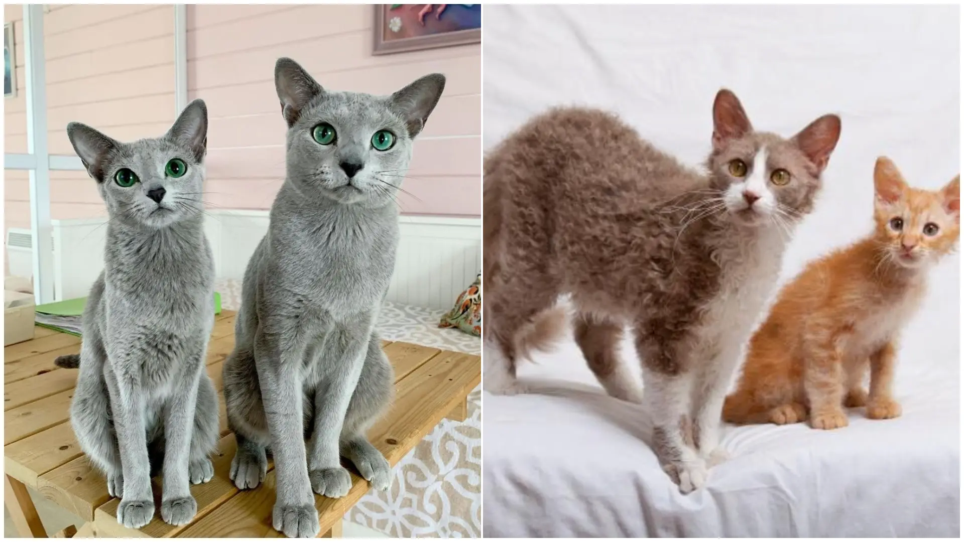 Gatos que no dan alergia: el gran malentendido de las supuestas razas ...