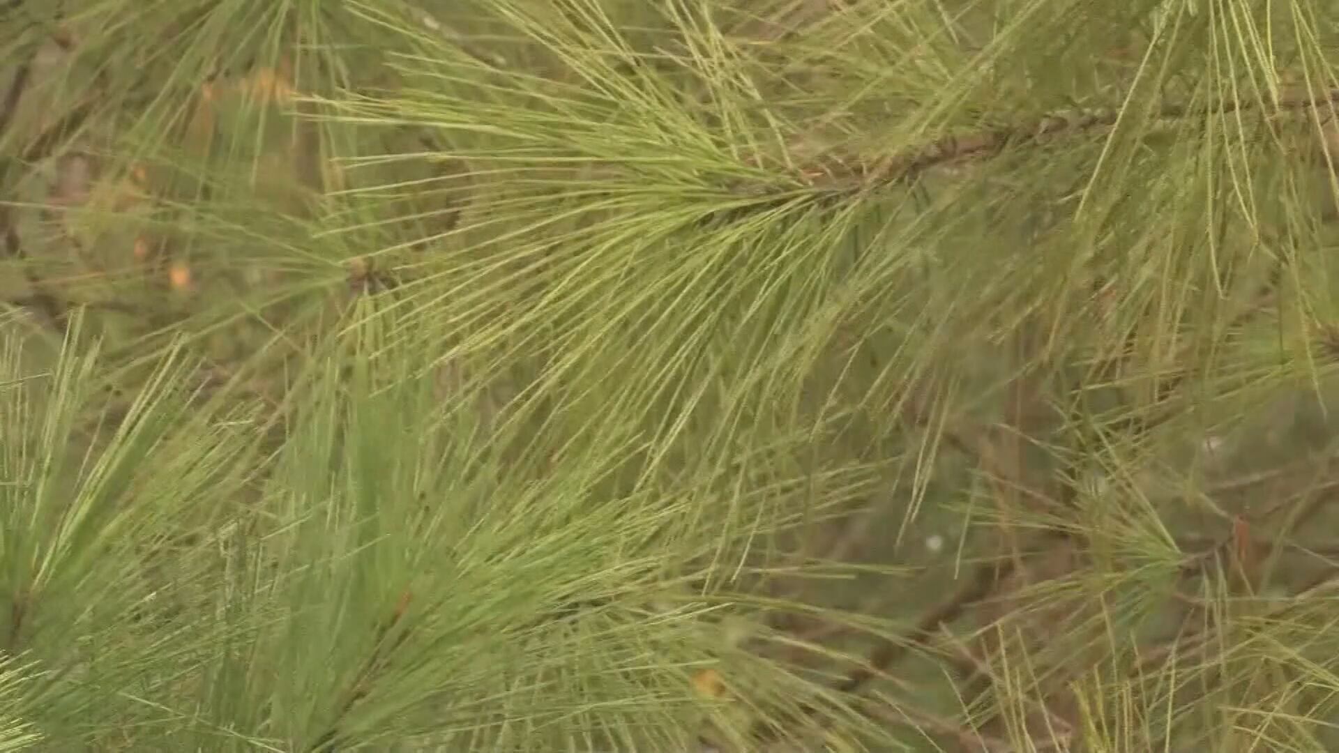 Conecuh National Forest open to oil and gas leasing, raising concerns ...