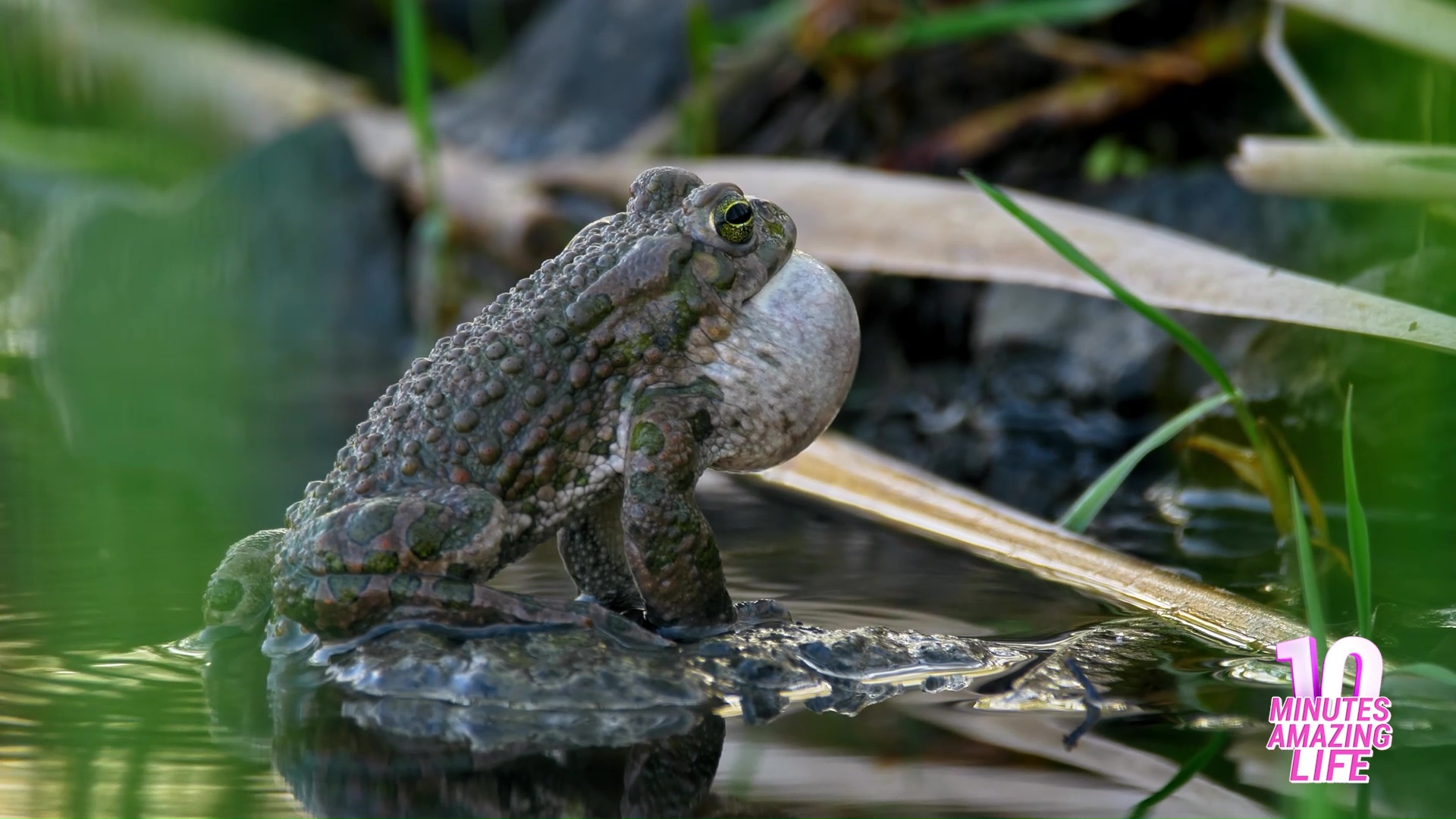 A Green Toad Calling Loudly at the Water Edge