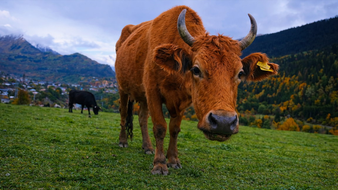 Vaca marrón en pradera de montaña