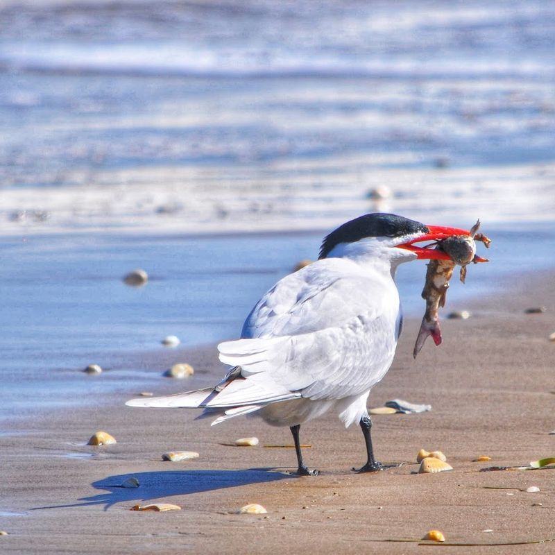 The undiscovered Texas beach park tourists still haven’t taken over