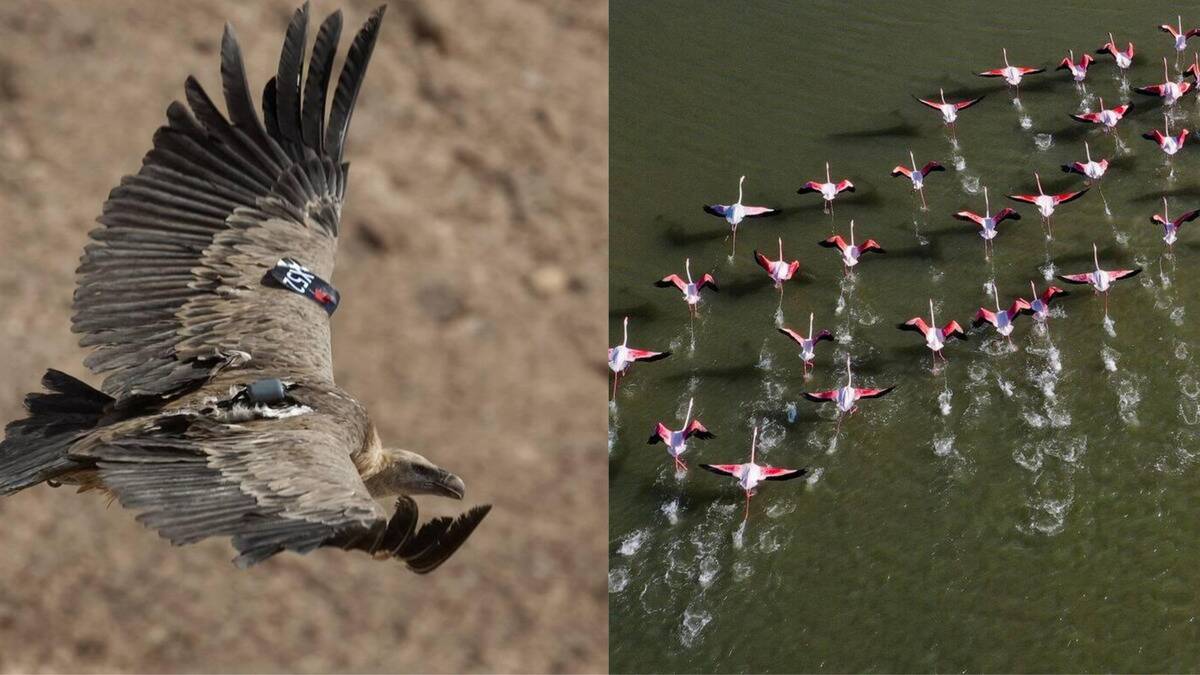Birds navigating with Earth's magnetic field