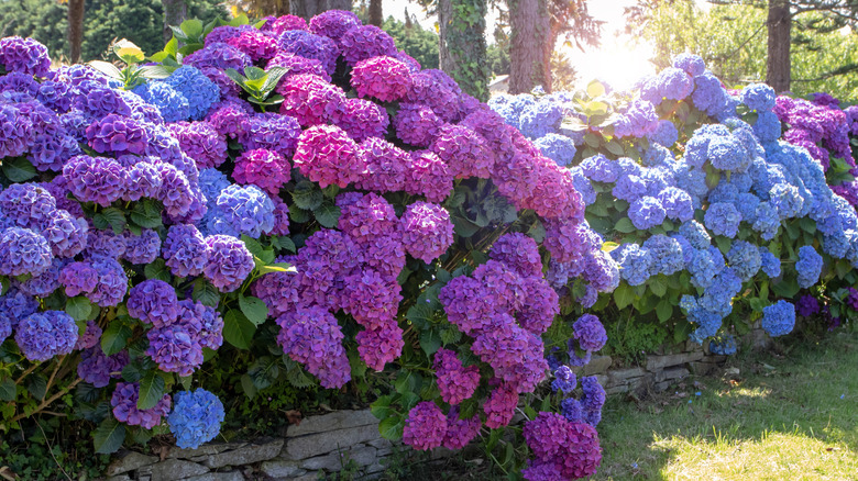 2 hydrangea plants that thrive in the shade (and 3 that need sun)
