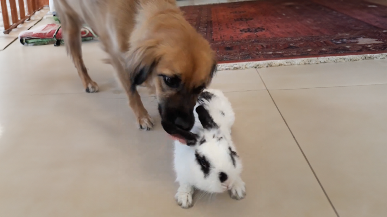 Dog and bunny form an unlikely friendship