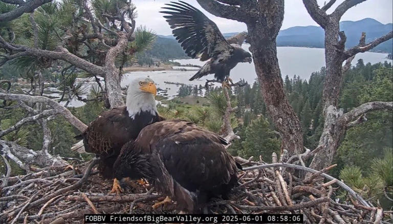 Names announced for 2026 Friends of Big Bear Valley bald eagle babies ...