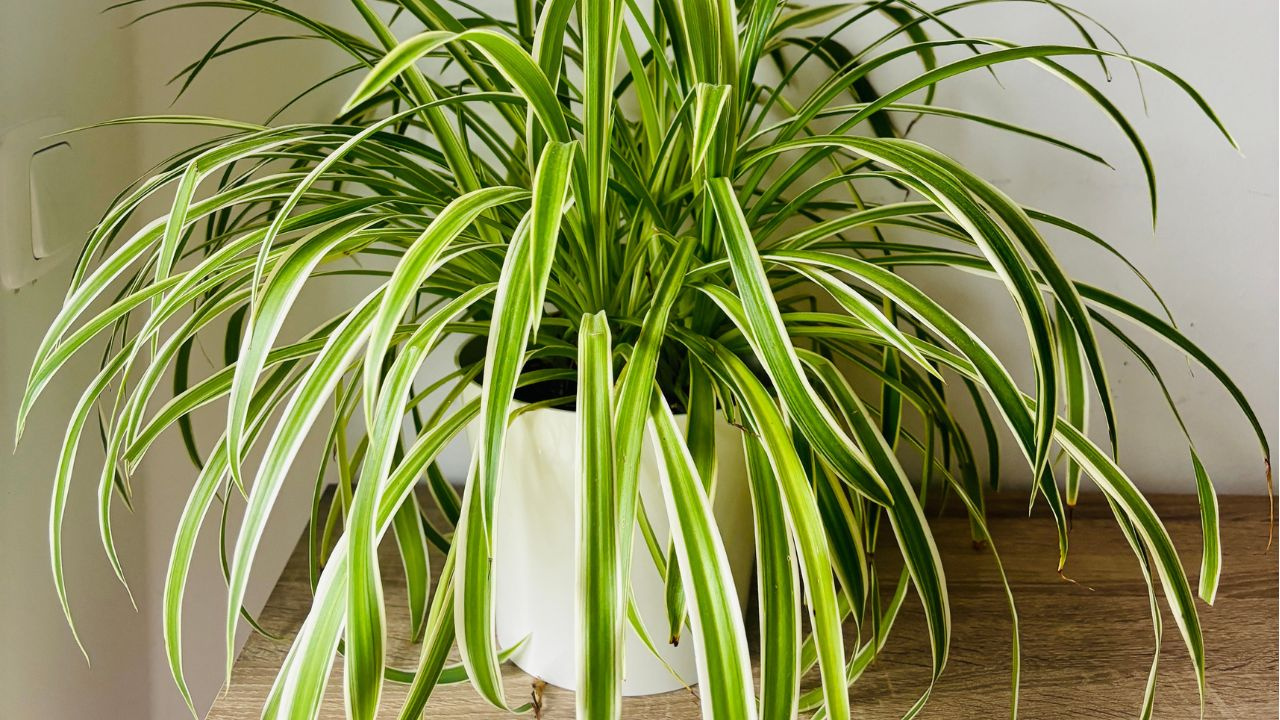 A planta com nome de animal que deixa o ar da sua casa mais limpo e não ...